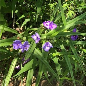 Meet your Posher, Brenda